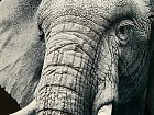 Cuadro digital lacado elefante
