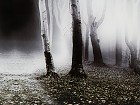 Cuadro digital sobre vidrio bosque de noche