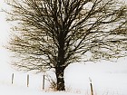 Cuadro digital sobre vidrio árbol sobre nieve