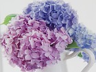 Cuadros digitales sobre vidrio flores C