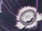Cuadro espejo flor púrpura A