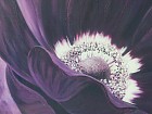 Cuadro espejo flor púrpura B