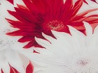 Cuadro espejo flores rojas y blancas A