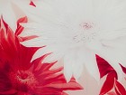 Cuadro espejo flores rojas y blancas B