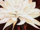 Cuadro espejo flor blanca A