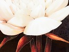 Cuadro espejo flor blanca B