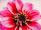Cuadro espejo flor rosa A