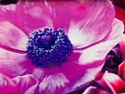 Cuadro espejo rectangular flor rosa
