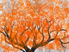 Óleo árbol naranja 100X100 cm