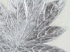 Cuadro flor blanca