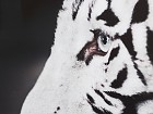 Cuadro tigre perfil