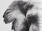 Cuadro elefante blanco y negro