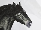 Cuadro caballo negro
