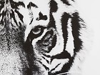 Cuadro tigre blanco y negro
