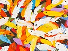 Cuadro peces de colores