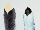 Cuadro dos plumas