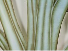 Cuadro palmera A