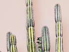 Cuadro cactus A