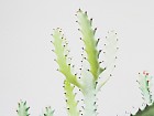 Cuadro cactus B
