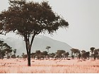 Cuadro óleo árbol africano