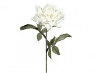 Flor Crux blanca