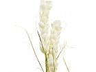 Flor espuma blanca L