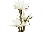 Flor espuma blanca F