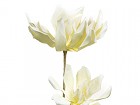 Flor espuma blanca I