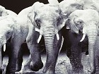 Caja joyero elefante