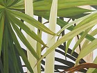 Cuadro botánico hojas verdes de palmera
