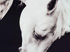 Cuadro caballo en blanco y negro