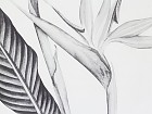 Cuadro planta ave del paraíso blanco y negro