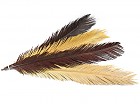 Juego de 4 plumas decorativas